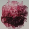 (100 ml) Eau de parfum Peony Intense